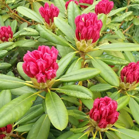 Gasthof Kurheim Haus Linde 3*