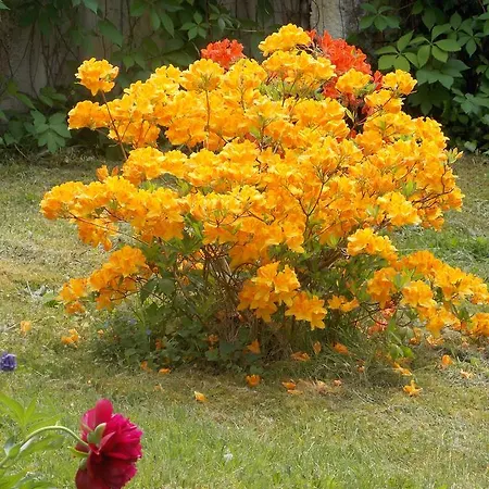 Kurheim Haus Linde Gasthof 3*